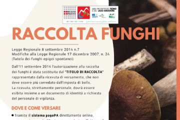Raccolta funghi 2025
