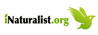 iNaturalist