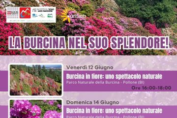 Burcina e Arnica