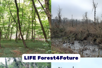 Al via LIFE Forest4Future: quasi un milione di euro per la rinascita e la resilienza dei boschi del Ticino piemontese