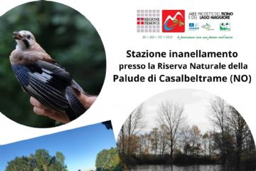 Apertura stazione inanellamento - sabato 15 novembre