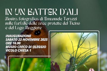 In un batter d&#39;ali - sabato 22 novembre