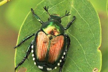 immagine Popillia Japonica