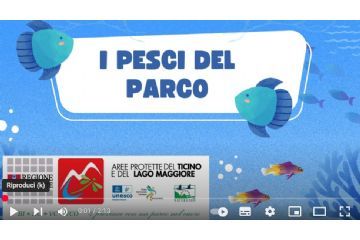 I pesci del parco