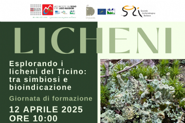 Licheni