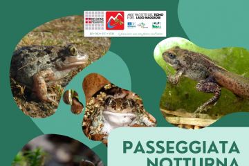 Locandina passeggiata pelobate