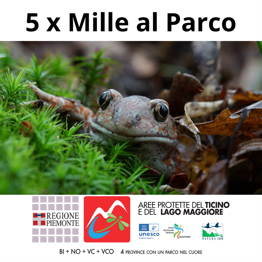 5xmille 2025