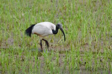 Corso per operatori selezionati per il contenimento dell&#39;Ibis sacro