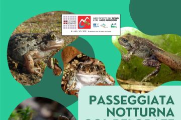 Torna la passeggiata notturna col pelobate!