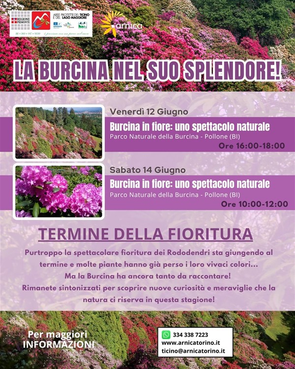 Burcina e Arnica