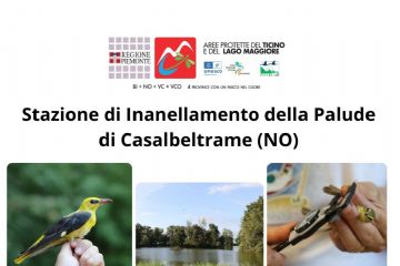 Stazione inanellamento della Palude di Casalbeltrame - nuove aperture