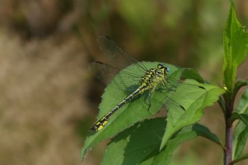 Libellula - Archivio fotografico dell'Ente Parco